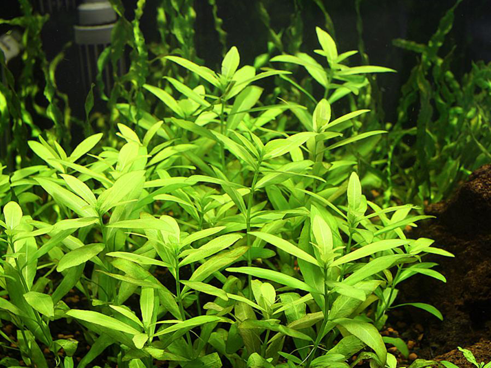Гигрофила многосеменная - Hygrophila polysperma
