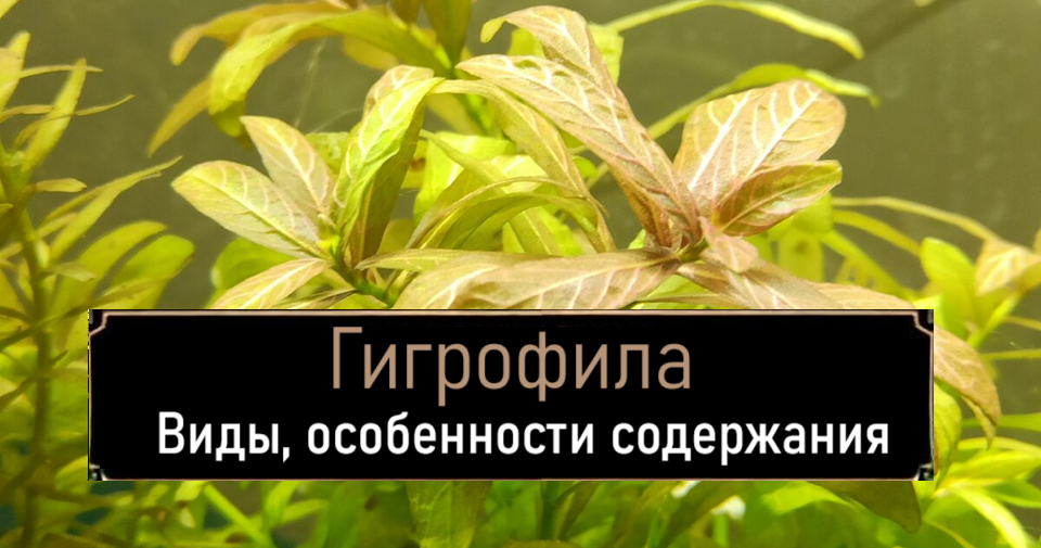Наша гостья на сегодня. Быстрорастущее простое и красивое растение, которое отлично подойдет новичкам.