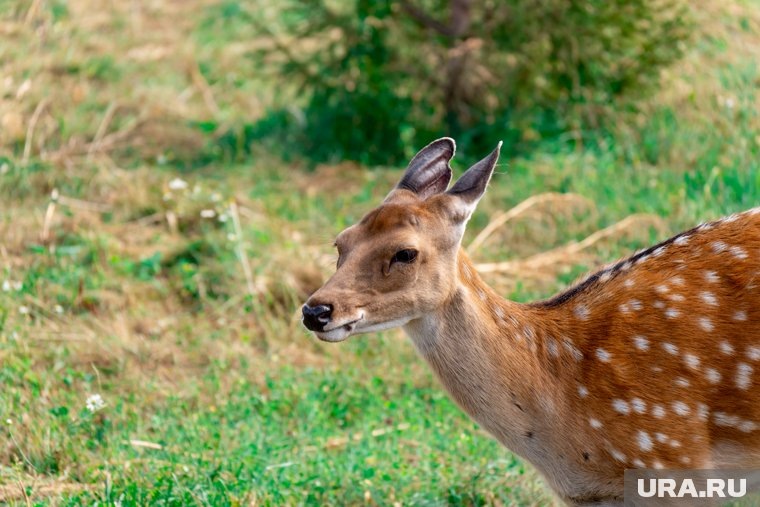    Животные постепенно осваиваются на новом месте