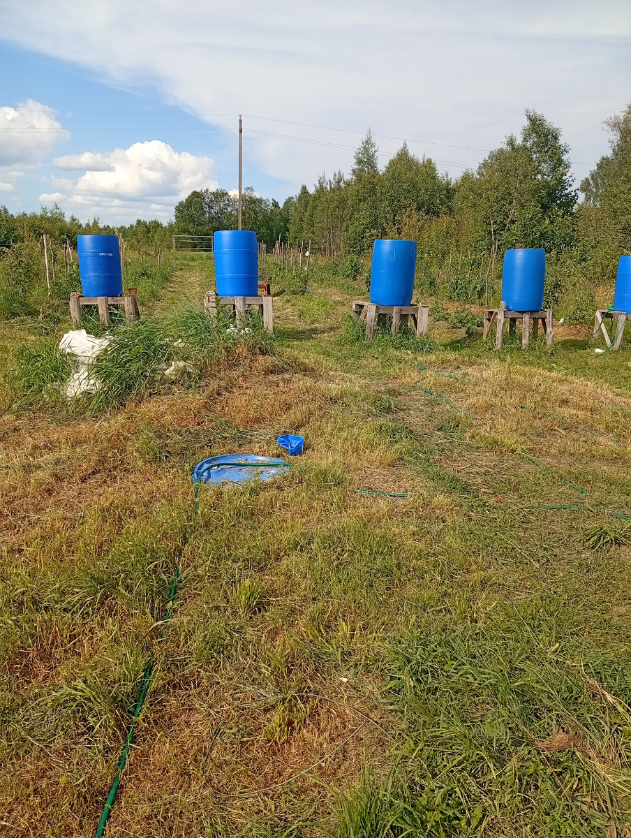 Часть моего огорода