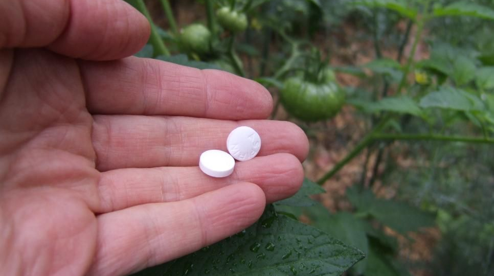 Аспирин как удобрение для подкормки цветов и овощей