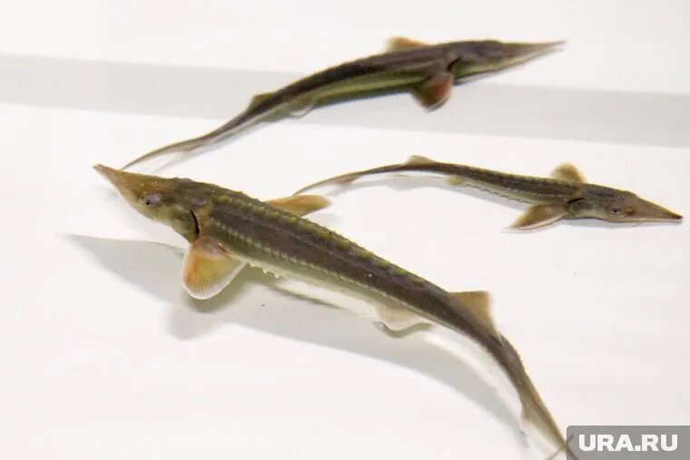 Штраф за вылов сибирского осетра в ЯНАО составляет почти 500 тыс. рублей. Фото: Александр Мамаев © URA.RU