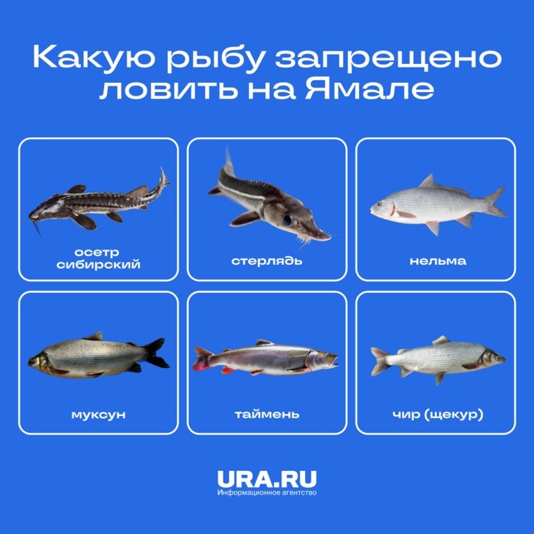 Какую рыбу запрещено ловить в ЯНАО. Фото: URA.RU