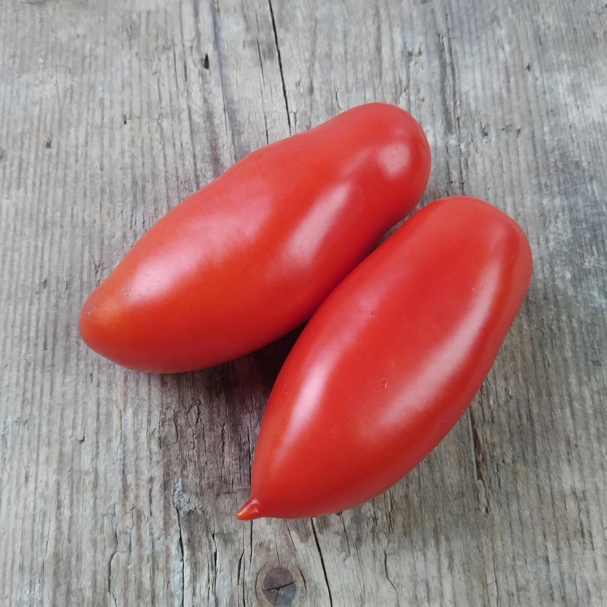 Томат «San Marzano Antico» («Сан Марцано Антико»)