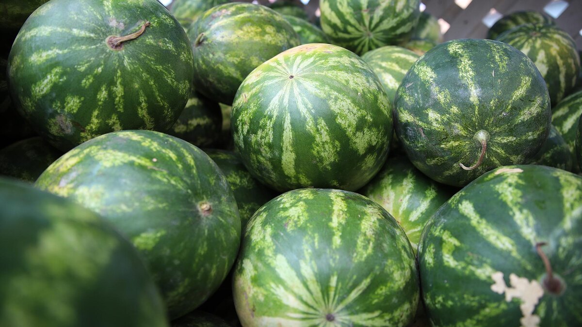 Фото: ИЗВЕСТИЯ/Зураб Джавахадзе