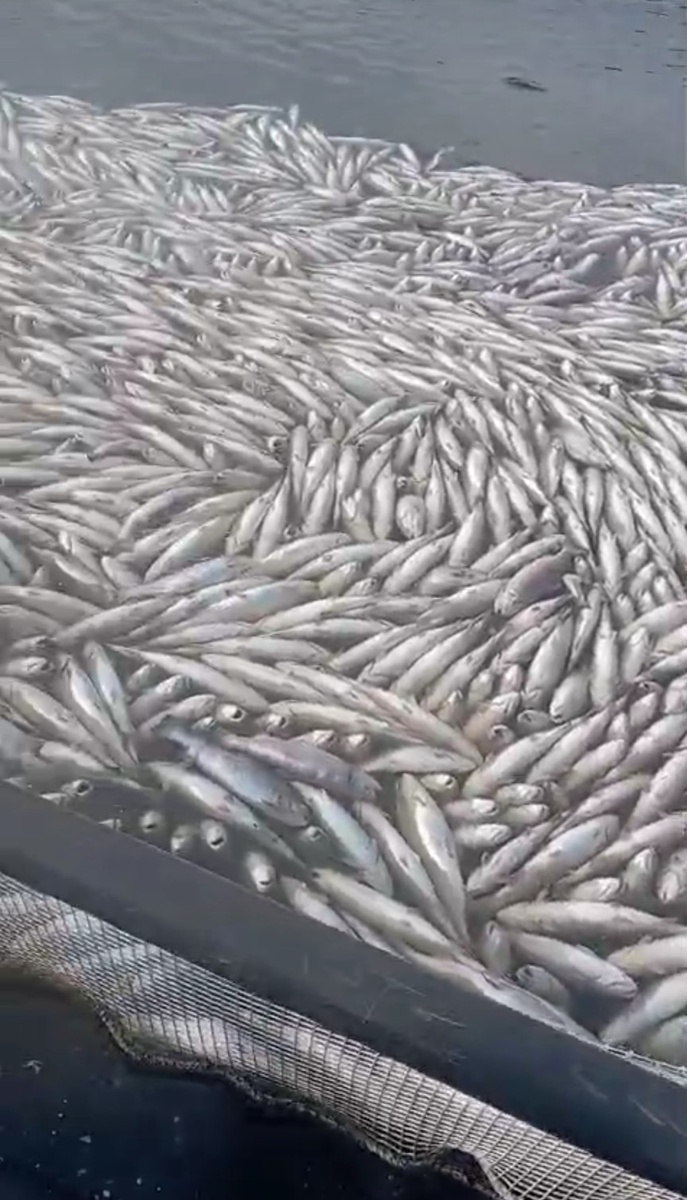    Фото: "Питкяранта life"