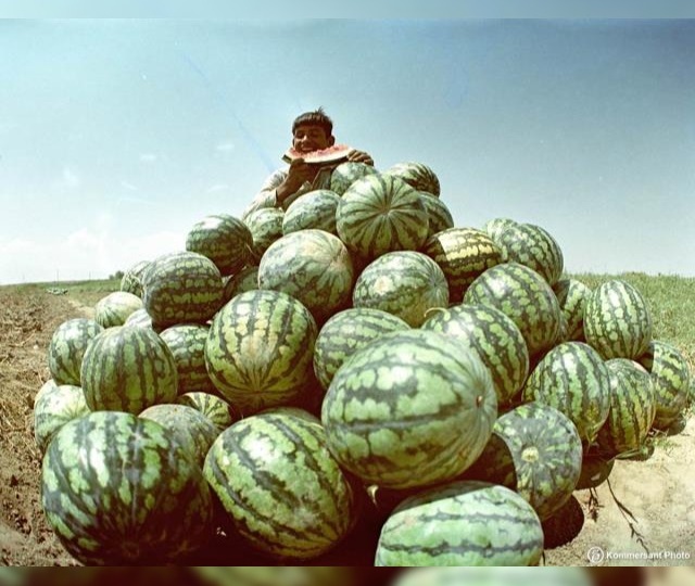 Астраханские арбузы