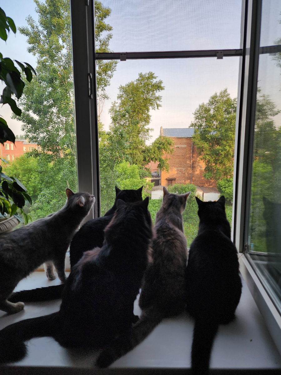 Мой хвостатый отряд 