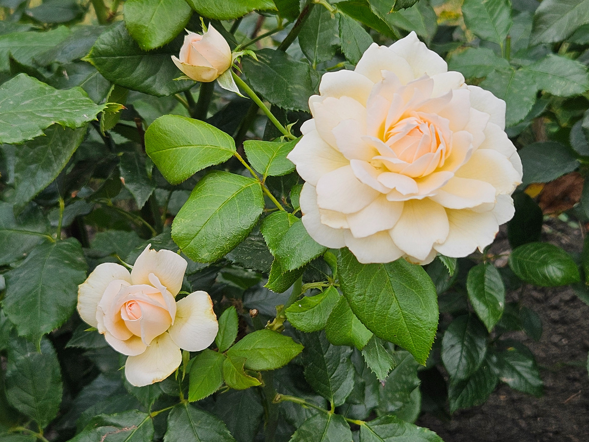 Нежные розы