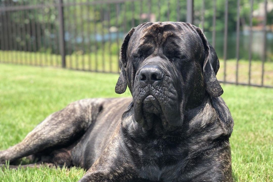 Английский мастиф