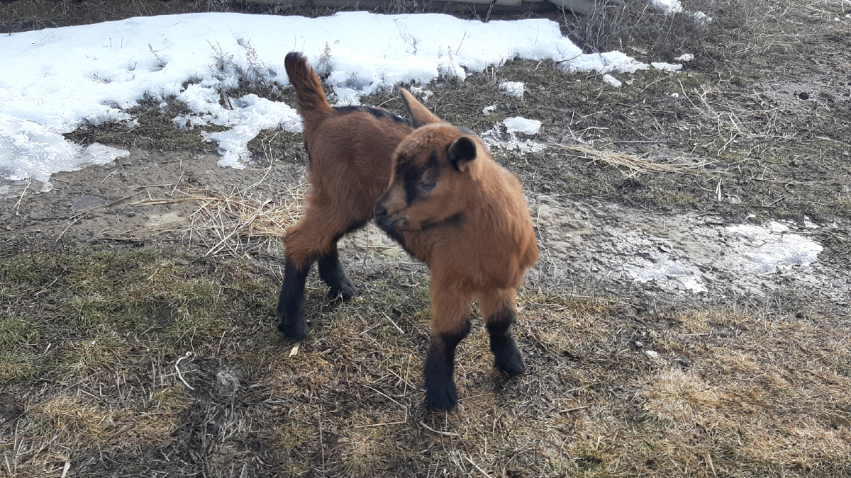 Таким к нам приехал Арнольд Шварценеггер)