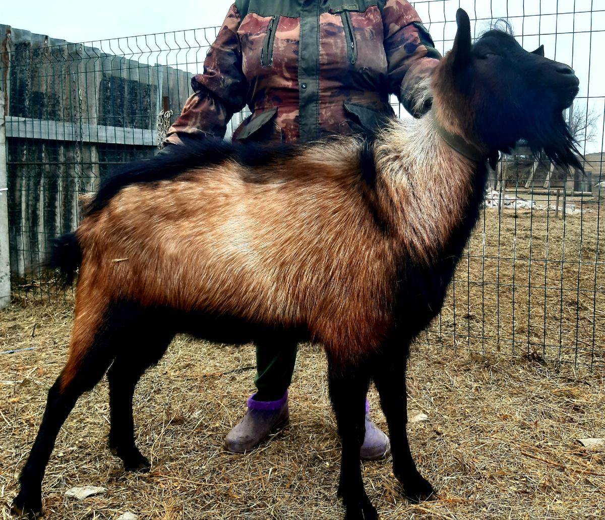 Дон Жуан альпийский козёл 1год 10 месяцев.