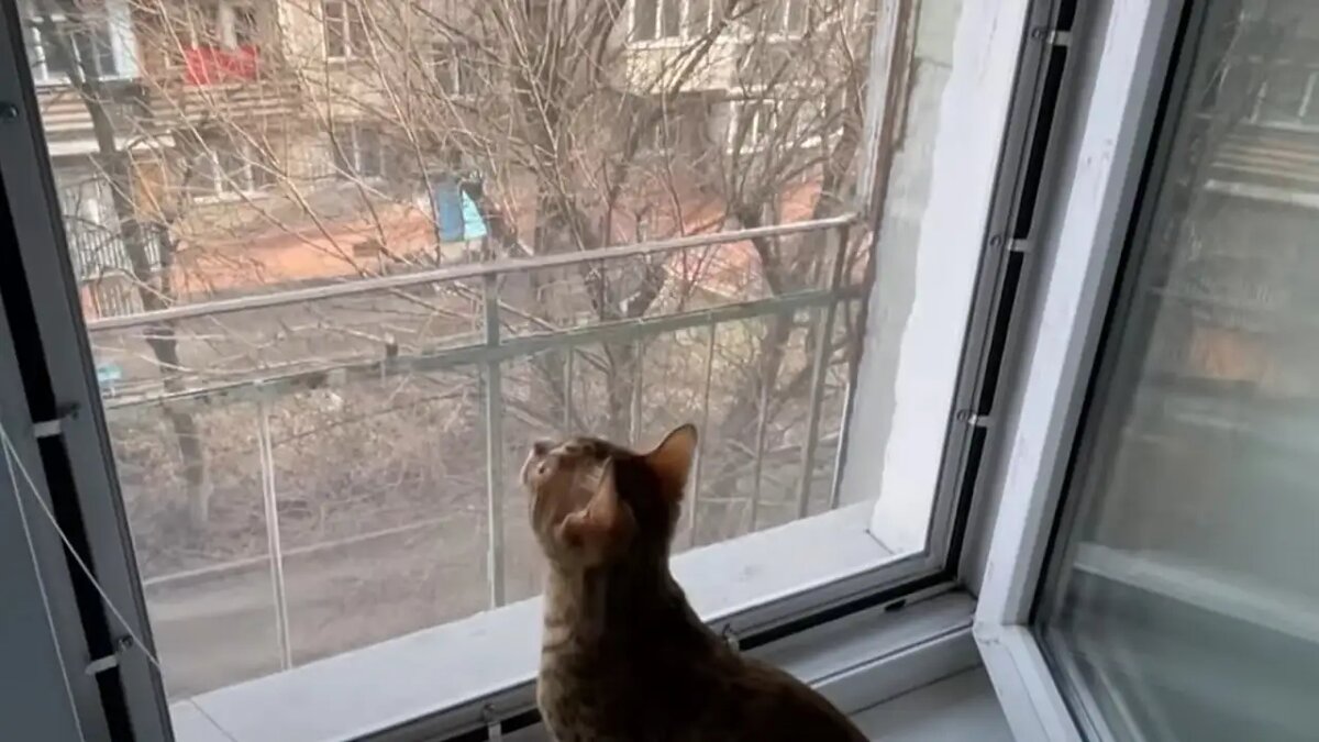    Сетка-антикошка.