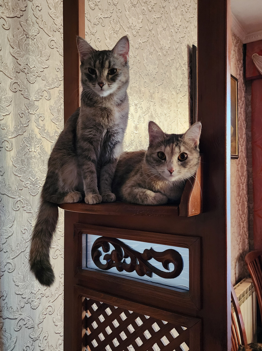 Кошки Дуся и Буся 