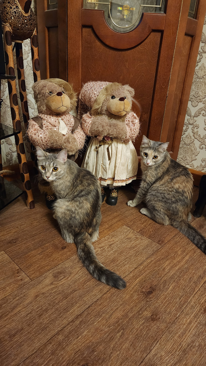 Кошки Дуся и Буся 