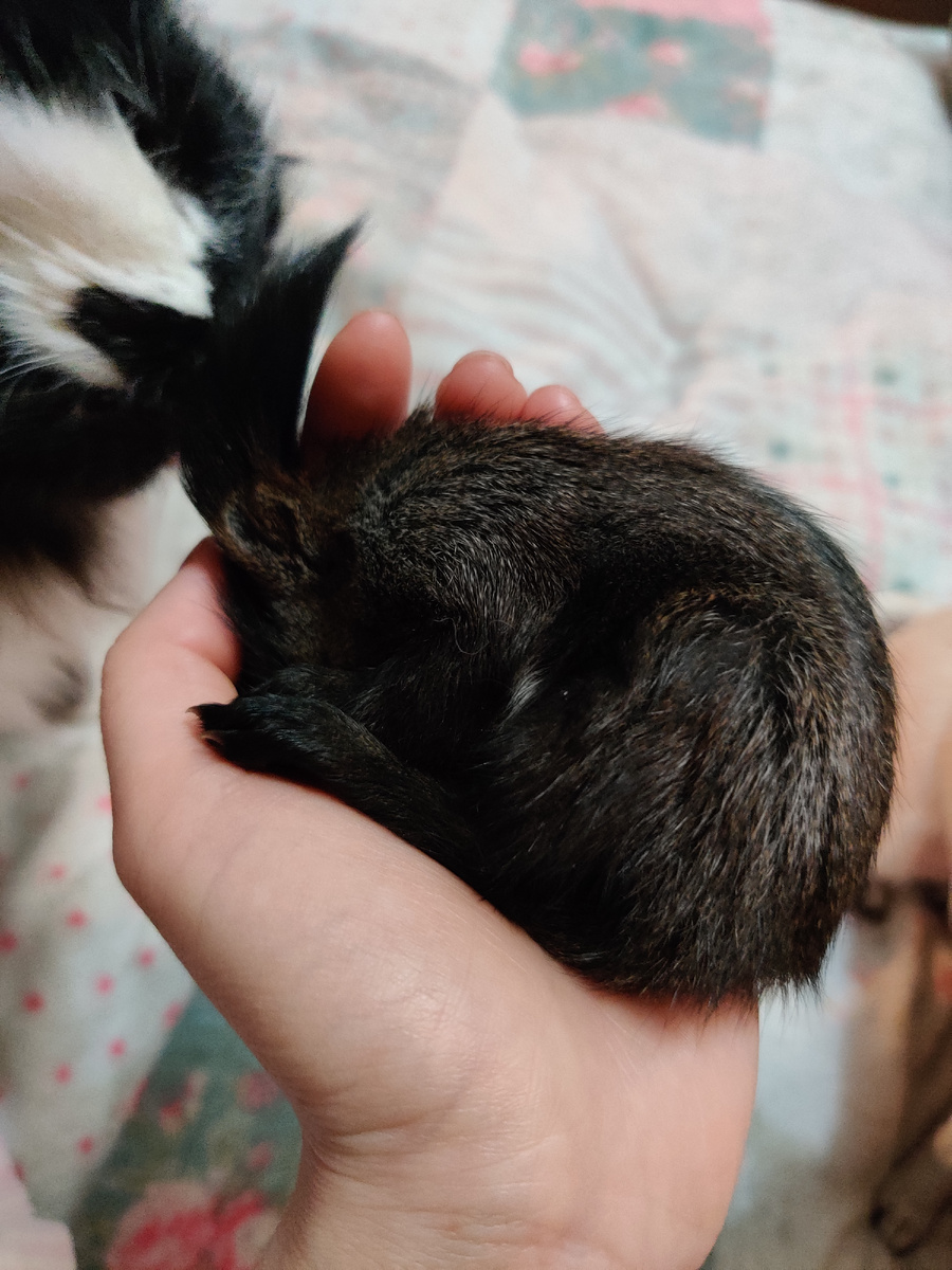 Первый день Аси у меня дома