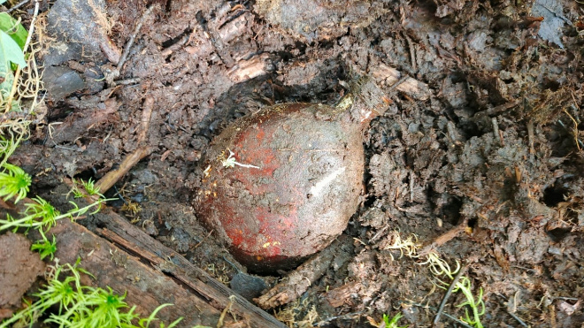 Фото: "Поисковое движение России Ленинградская область\ВКонтакте"