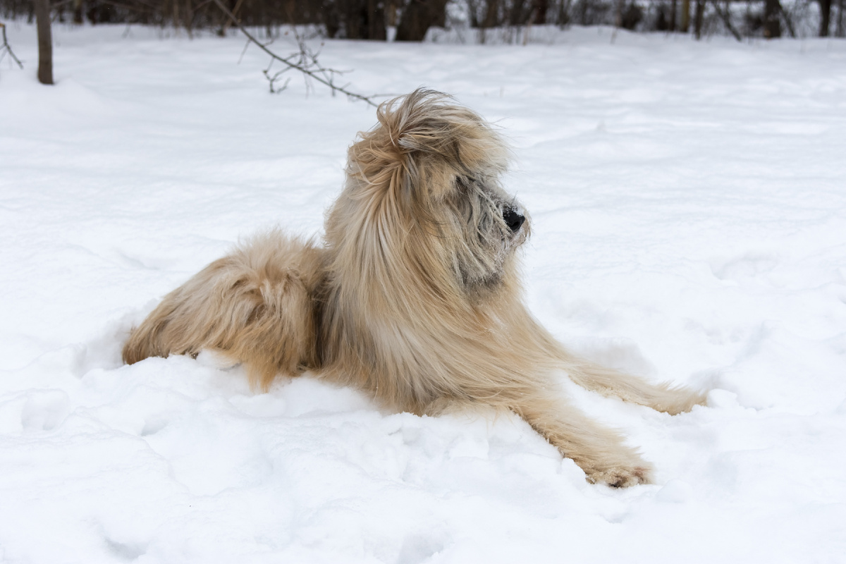 Какой я бриар? Вы не видите что ли - я лев! 