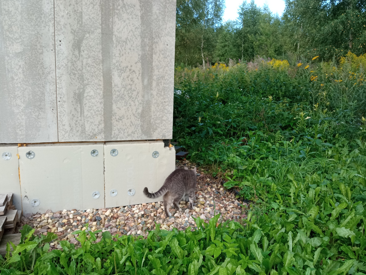 Агент Серый, как зовёт его моя соседка, обходит соседский дом с целью проверки, как идут покосные работы.