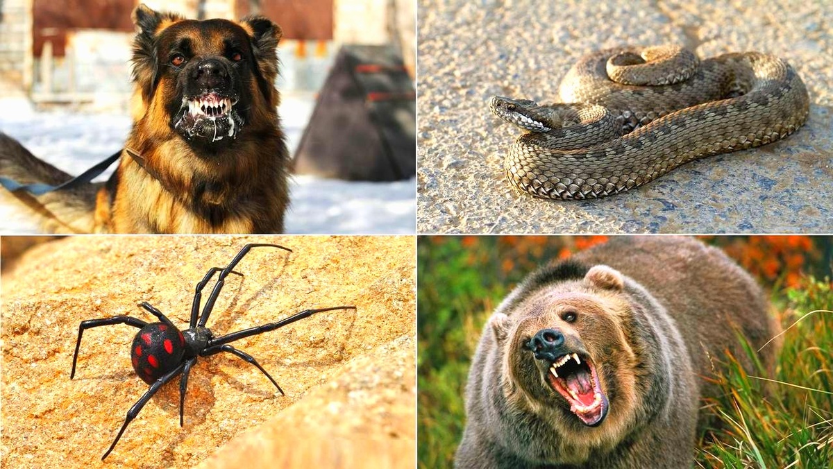 Россия — огромная страна с континентами, лесами и берегами морей. Здесь живут не только люди, но и хищники, от которых до сих пор пахнет тайгой и суровой северной пургой. Встреча с дикой природой может быть прекрасной, но она же может стать испытанием для сердца. В этом материале я расскажу о самых опасных животных России с точки зрения риска для человека, объясню, чем они опасны, где чаще встречаются и как вести себя, чтобы снизить вероятность неприятной встречи. В конце — практические правила поведения в дикой природе.