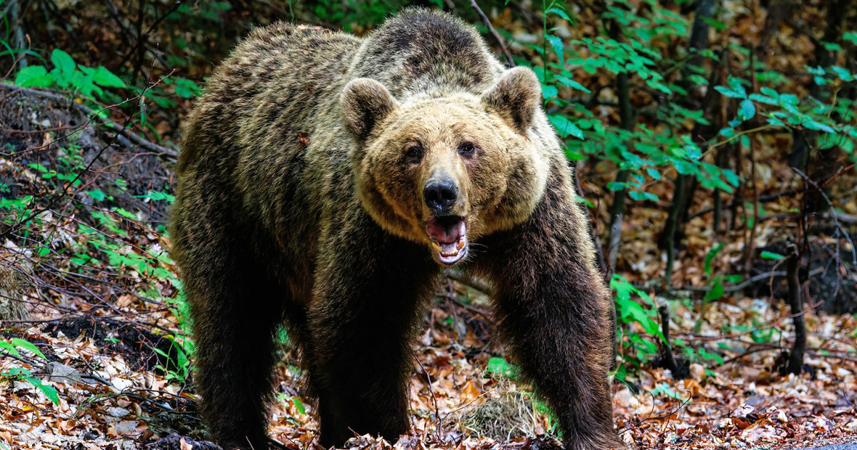 1. Медведь бурый