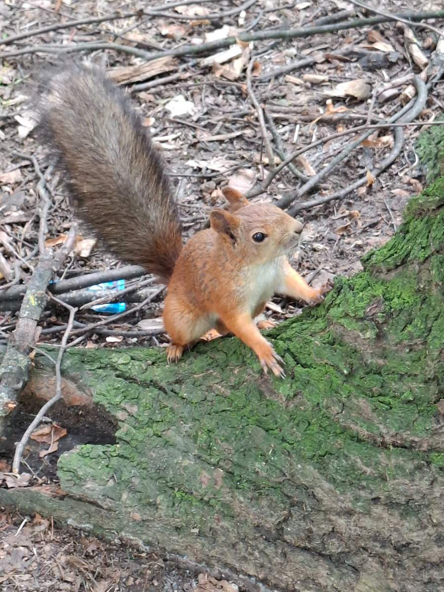 Вот такой пушистик на маршруте к Северному речному вокзалу - маленькая, но важная остановка!