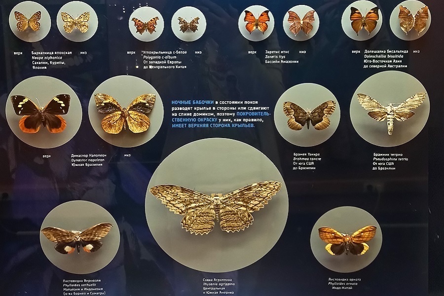 Совка агриппина в компании других бабочек. Экспонаты из коллекции Дарвиновского музея