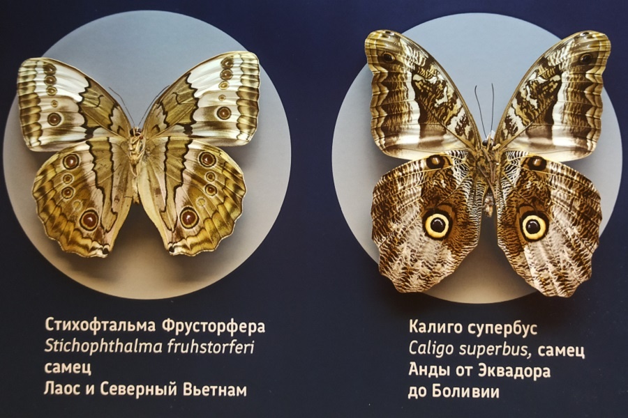 Сколько "глазиков" вы видете? Экспонаты из коллекции Дарвиновского музея