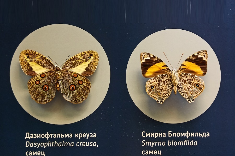 Сколько "глазиков" вы видете? Экспонаты из коллекции Дарвиновского музея