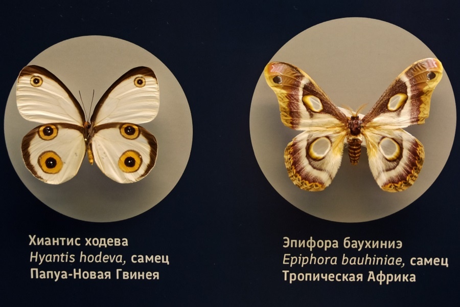 Сколько "глазиков" вы видете? Экспонаты из коллекции Дарвиновского музея