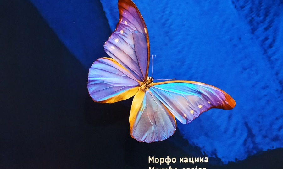 Самые-самые бабочки