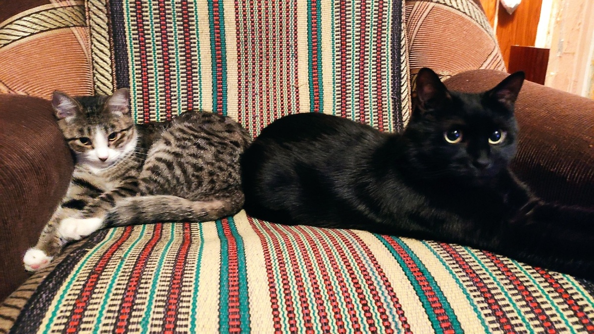 Пусть на моем канале будет комфортно. Вот вам котики