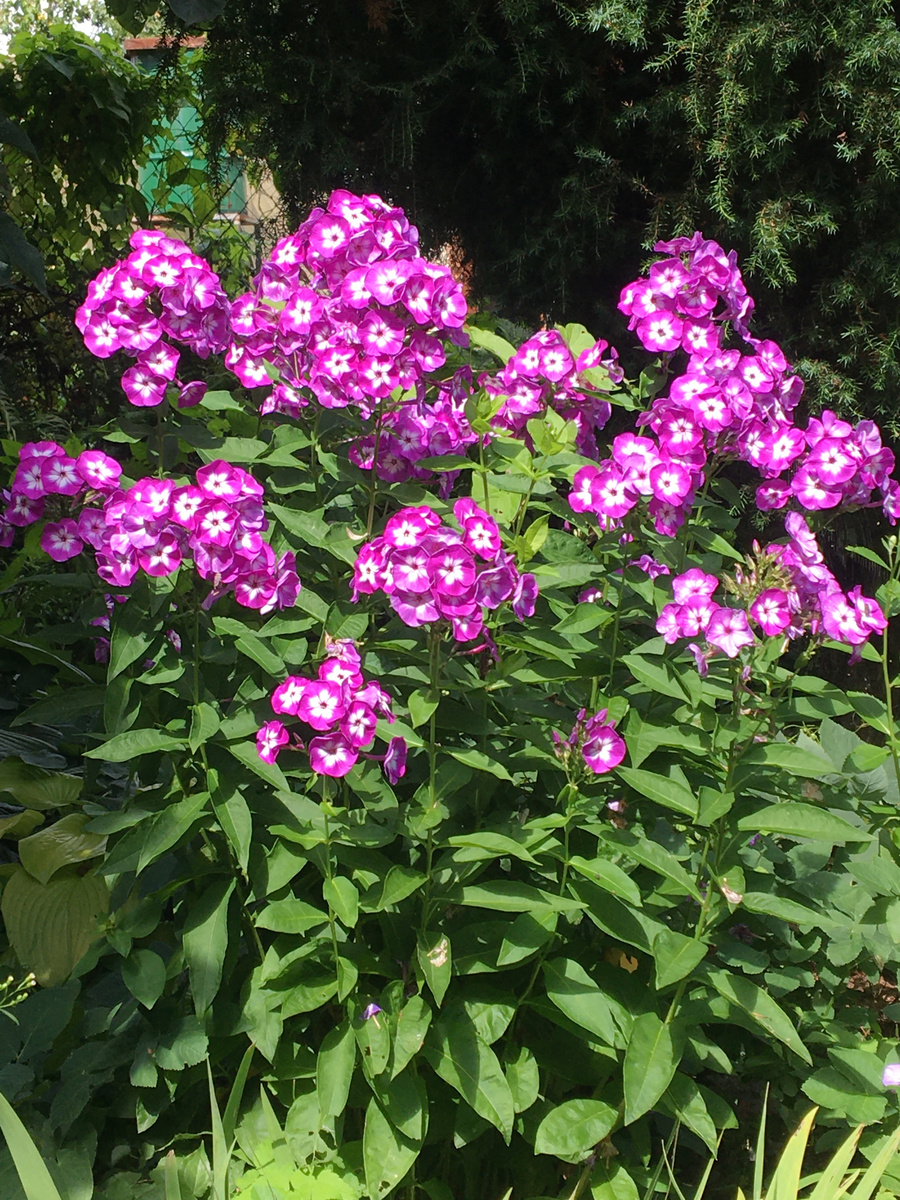 Мои флоксы. Фото автора