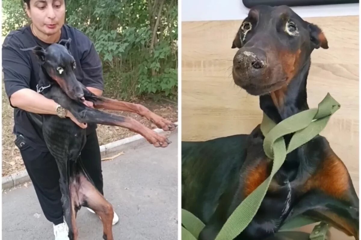    Не кормил и кинул из окна.