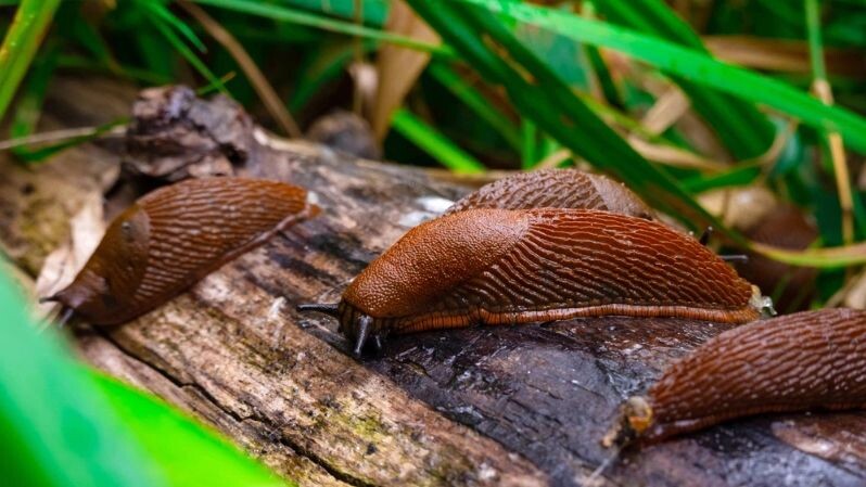 Оставили свой след: чем опасны испанские слизни и как от них избавиться навсегда