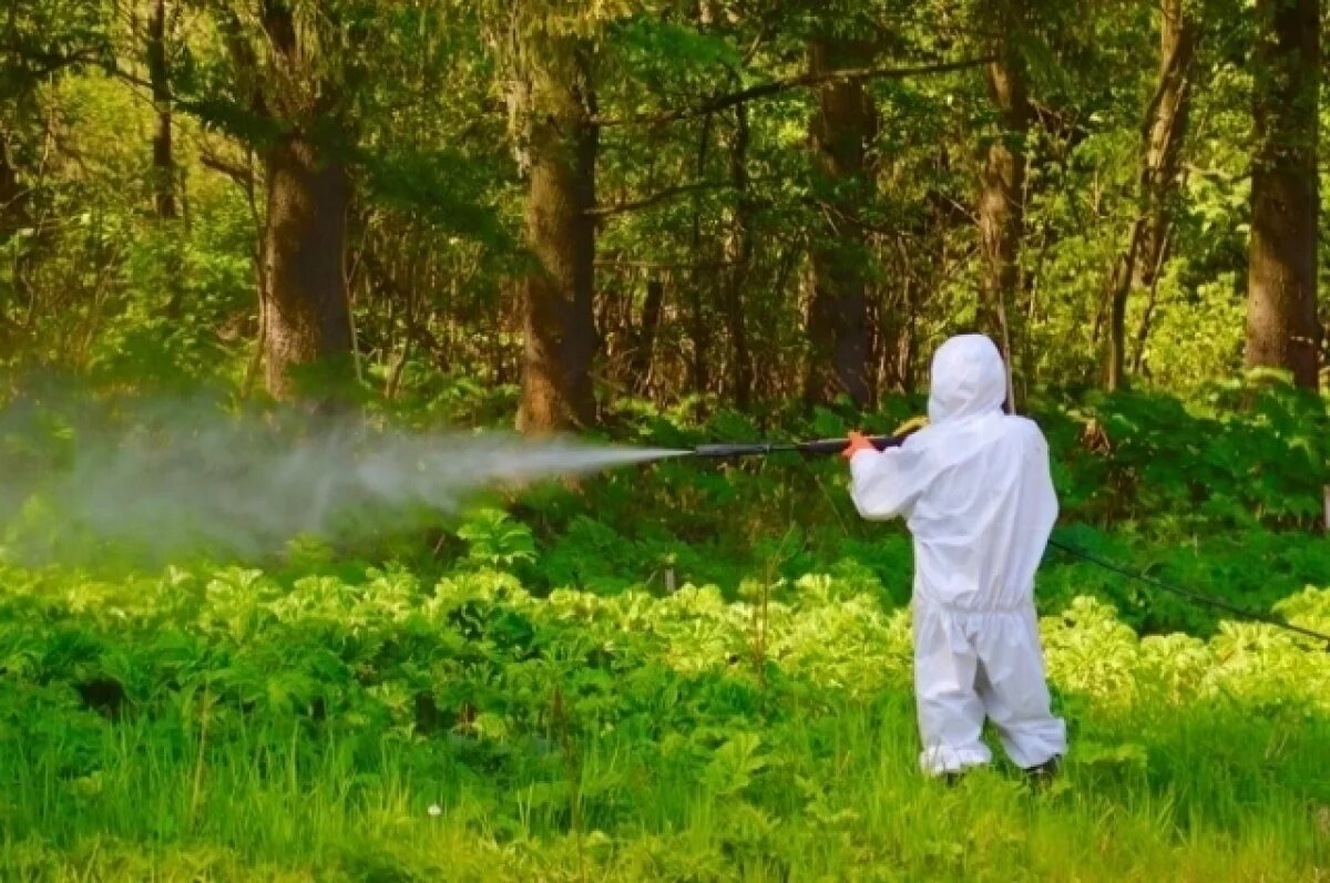    В ЯО владельцев участков обяжут бороться с опасными растениями