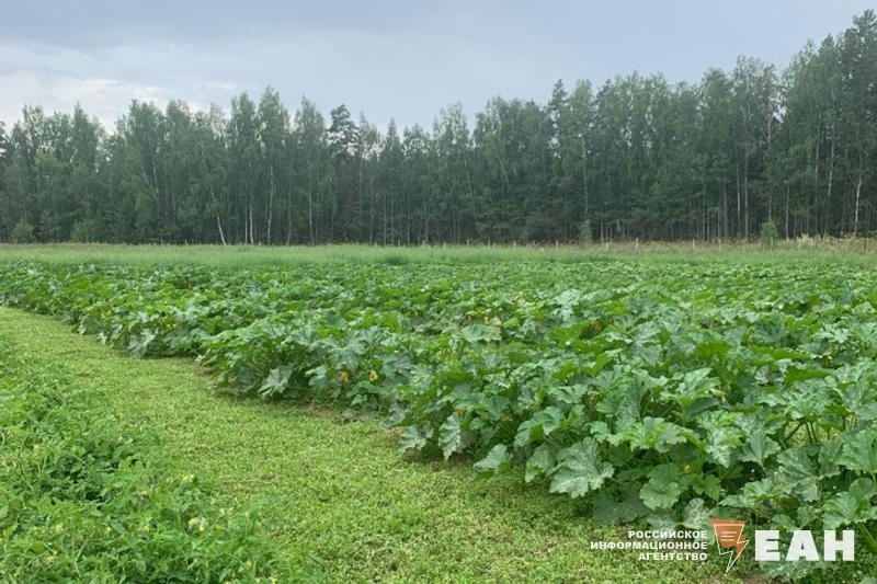    Школьников Свердловской области научат фермерству