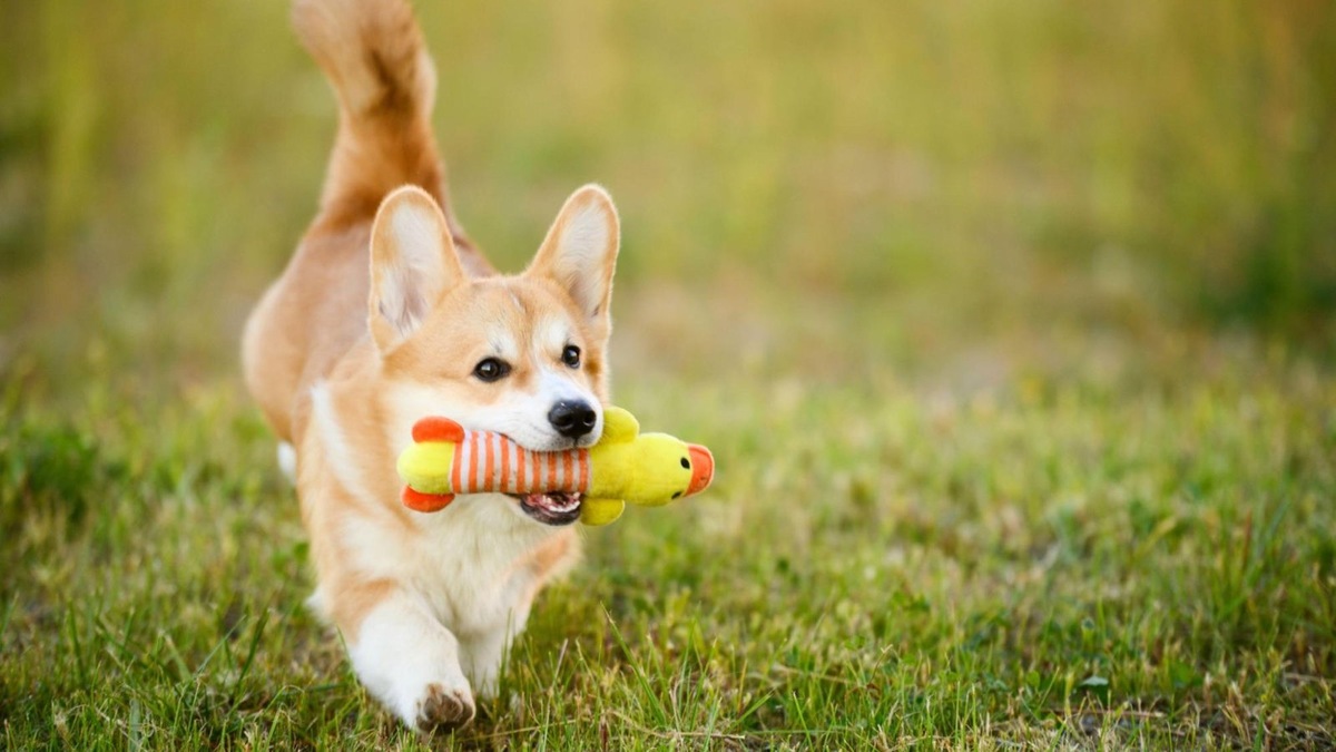    Короткие лапки не мешают корги быть активными: они любят бегать, играть и участвовать в аджилити.