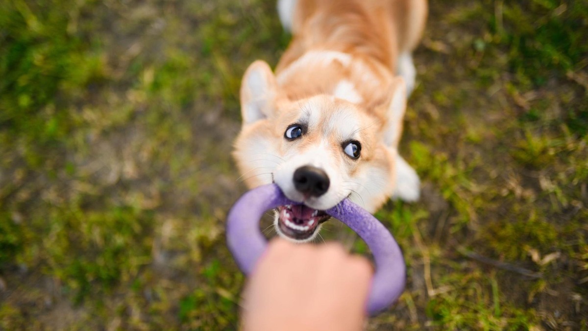    Корги часто улыбаются, но за этой улыбкой может скрываться упрямый характер и желание настоять на своем.