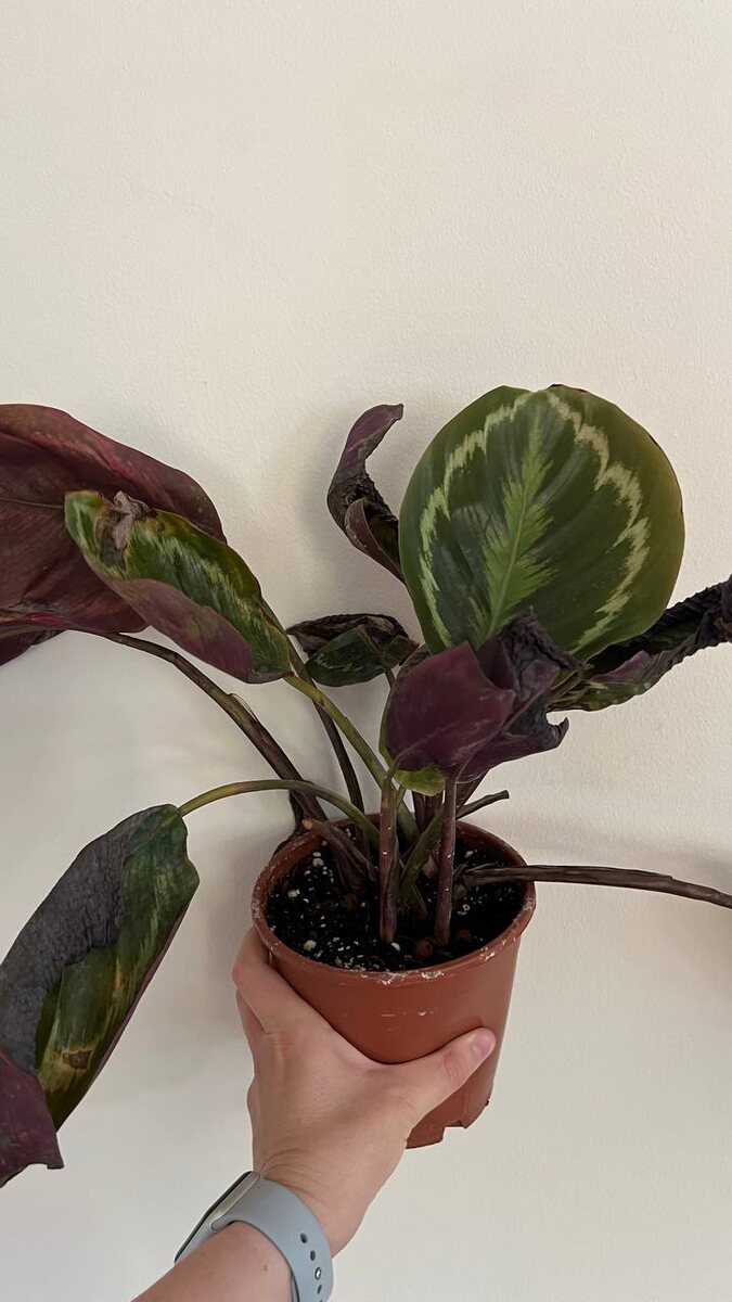 Последствия