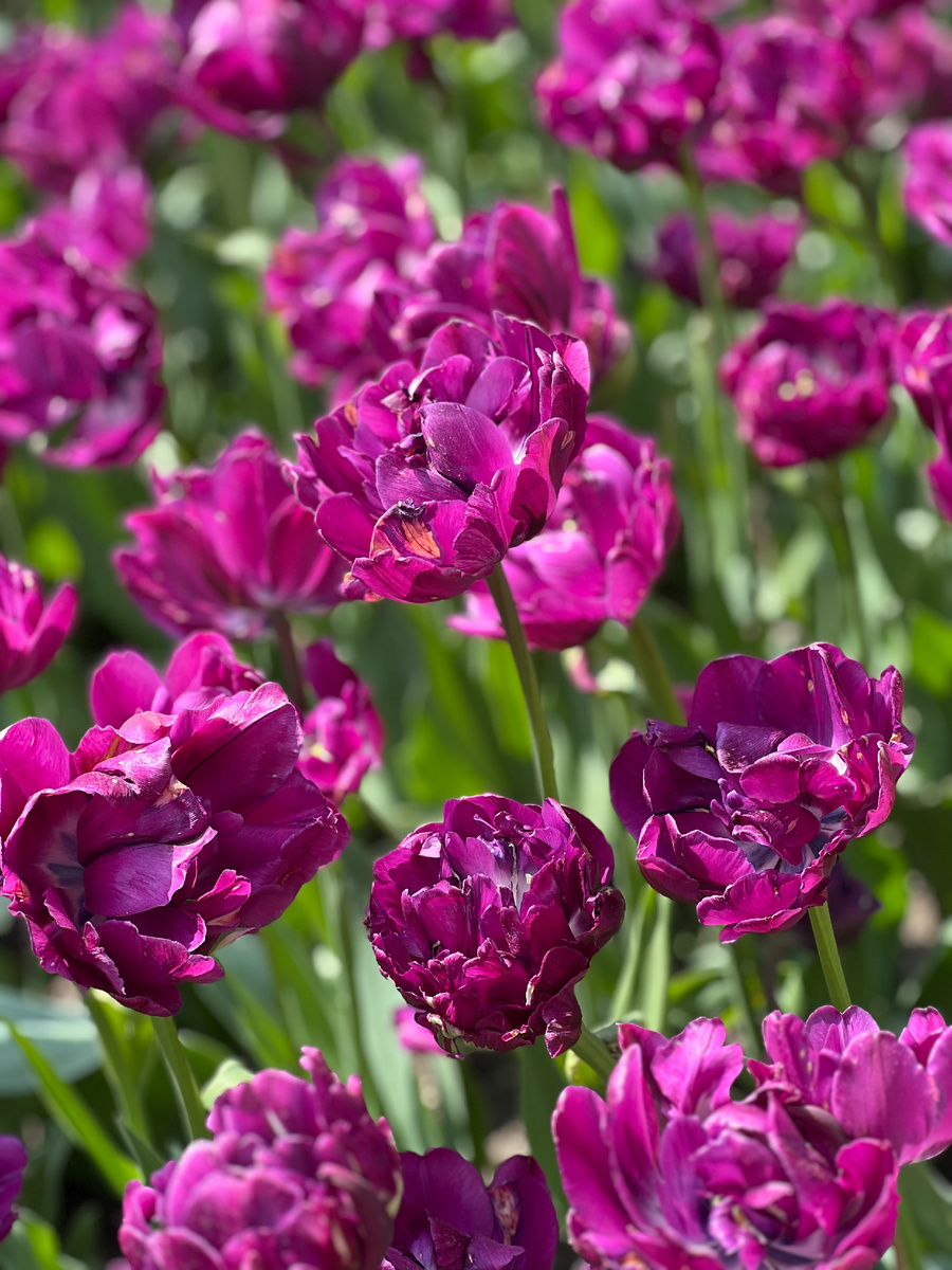 Это просто вам цветочки за то, что читаете мое нытье))) 