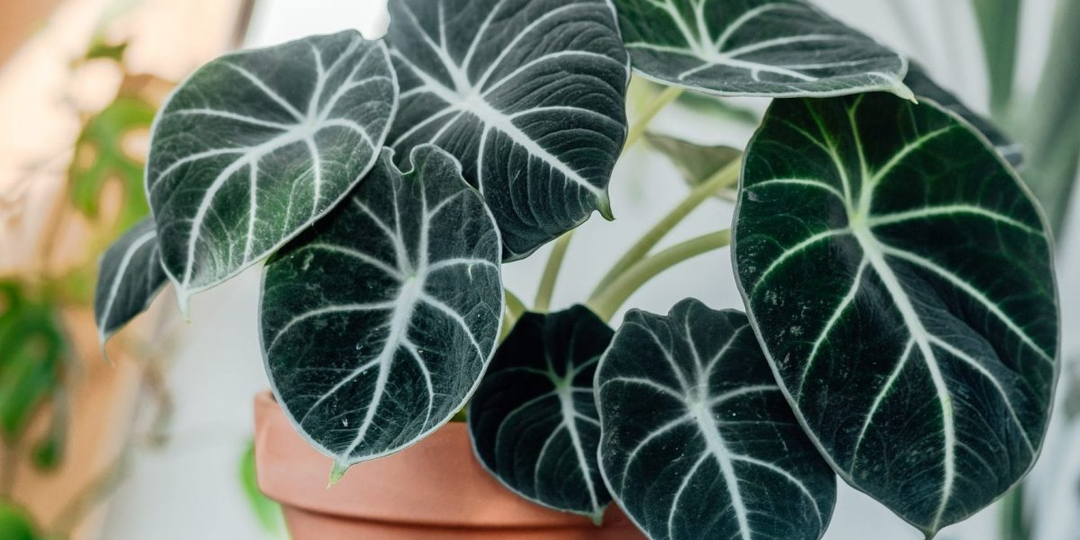 Алоказия в домашних условиях: любовь с оттенком мазохизма
