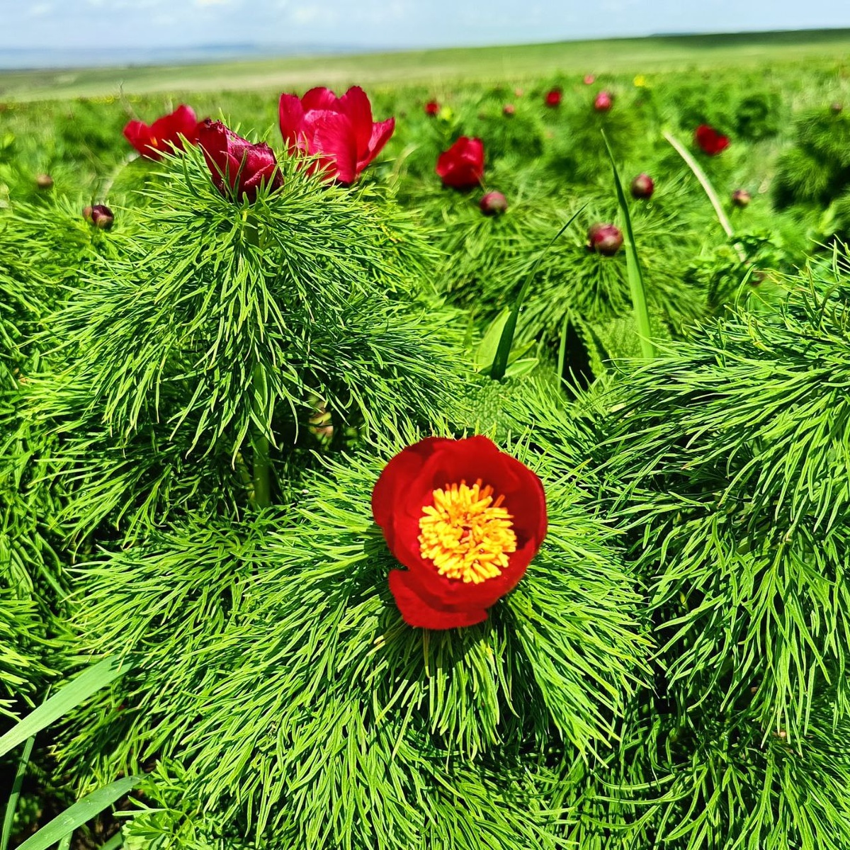 Пион тонколистный краснокнижный. Ядовит!