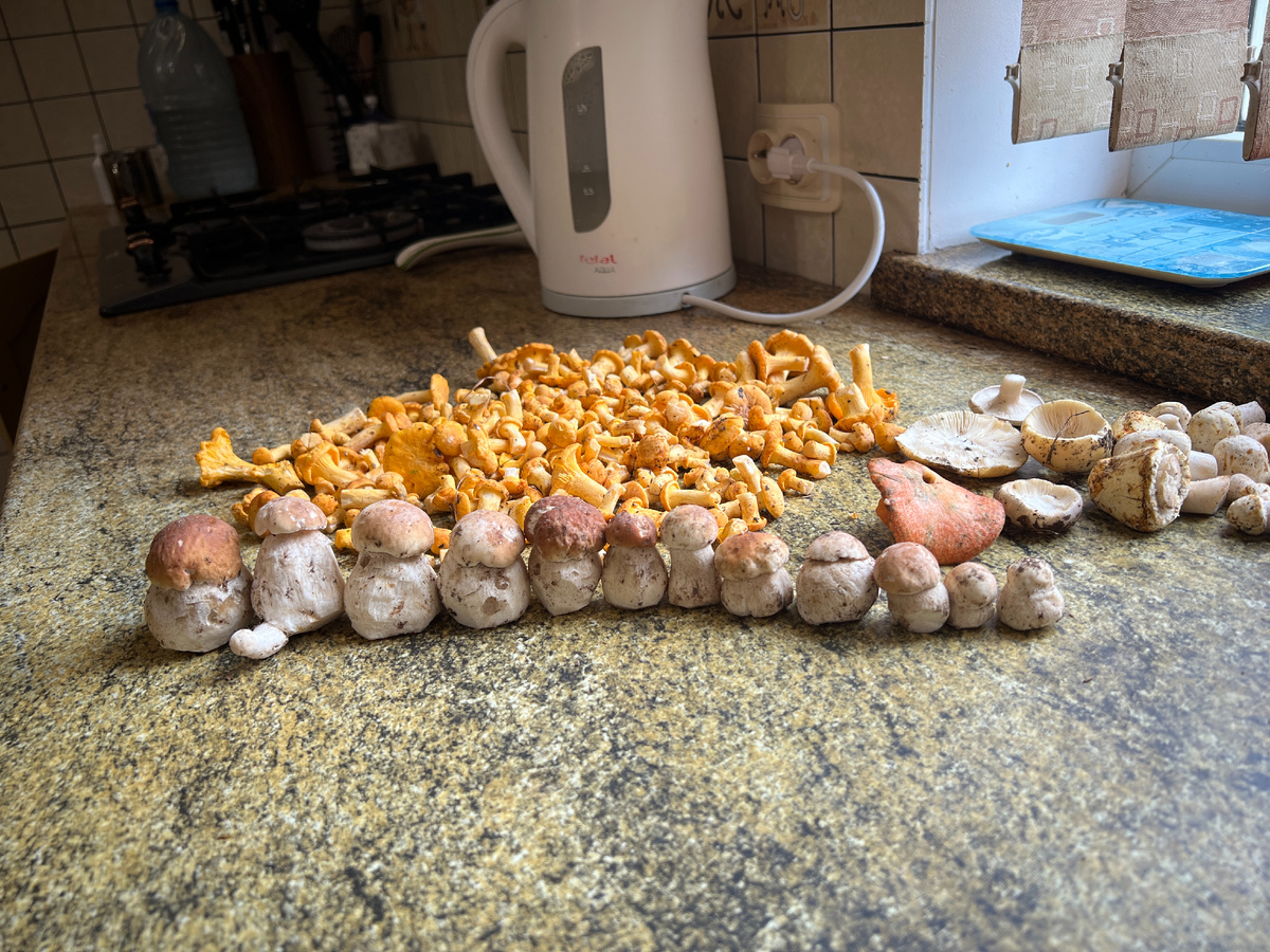 25 июня 2025. Больше не ездили туда, далеко - 45 км, да и место ну очень посещаемое. Муж отказывался вставать в 6 утра и ехать за точно червивыми грибами почти сотню км туда-обратно.