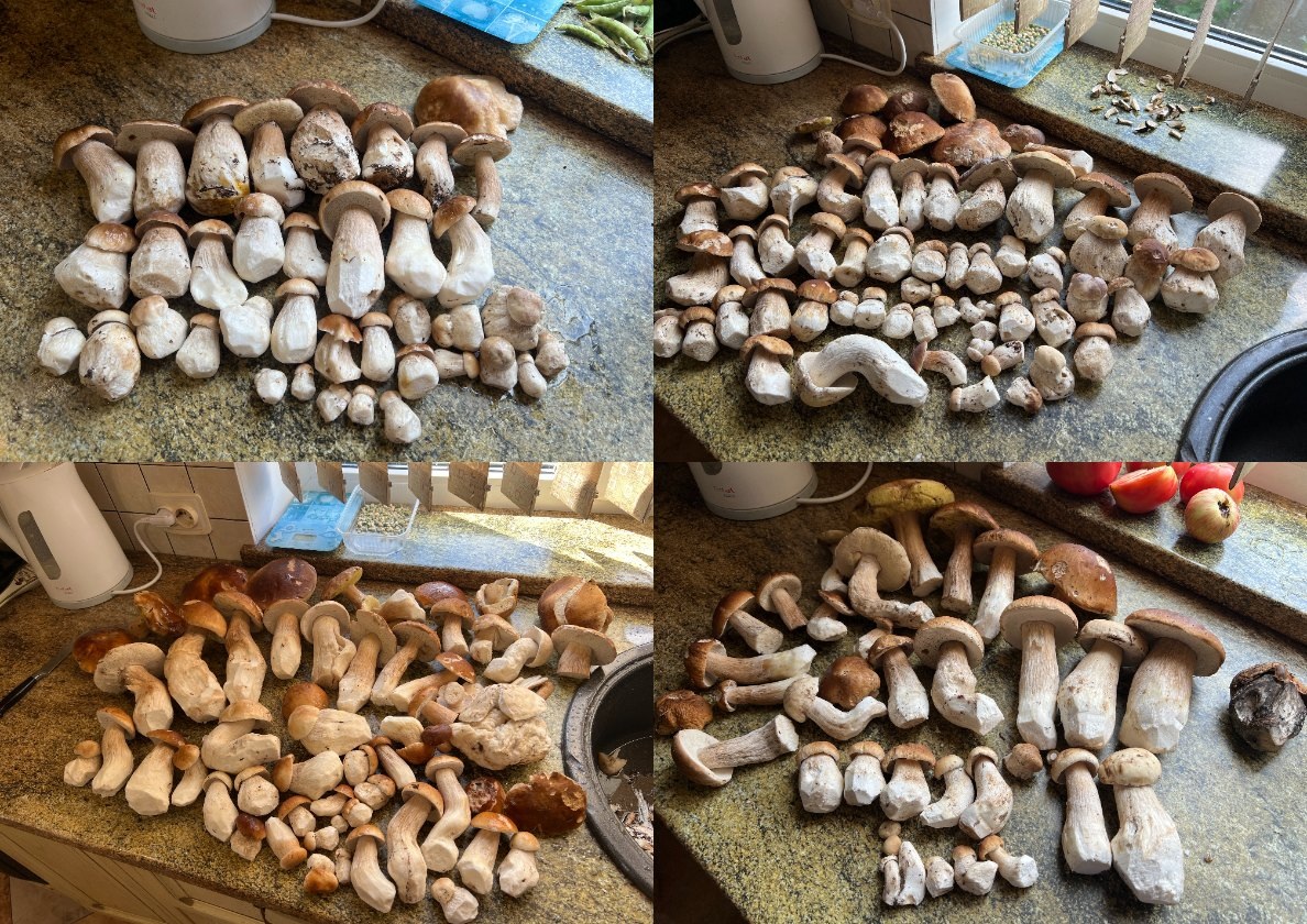 Сборы  - 27 июля, 29 июля, 2 августа, 6 августа. Сергей тоже ездил трижды, собрал примерно 120 штук.