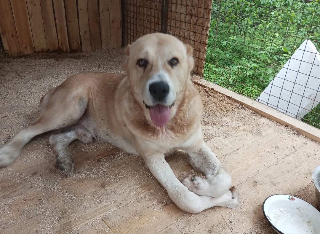 Лапки сердечком