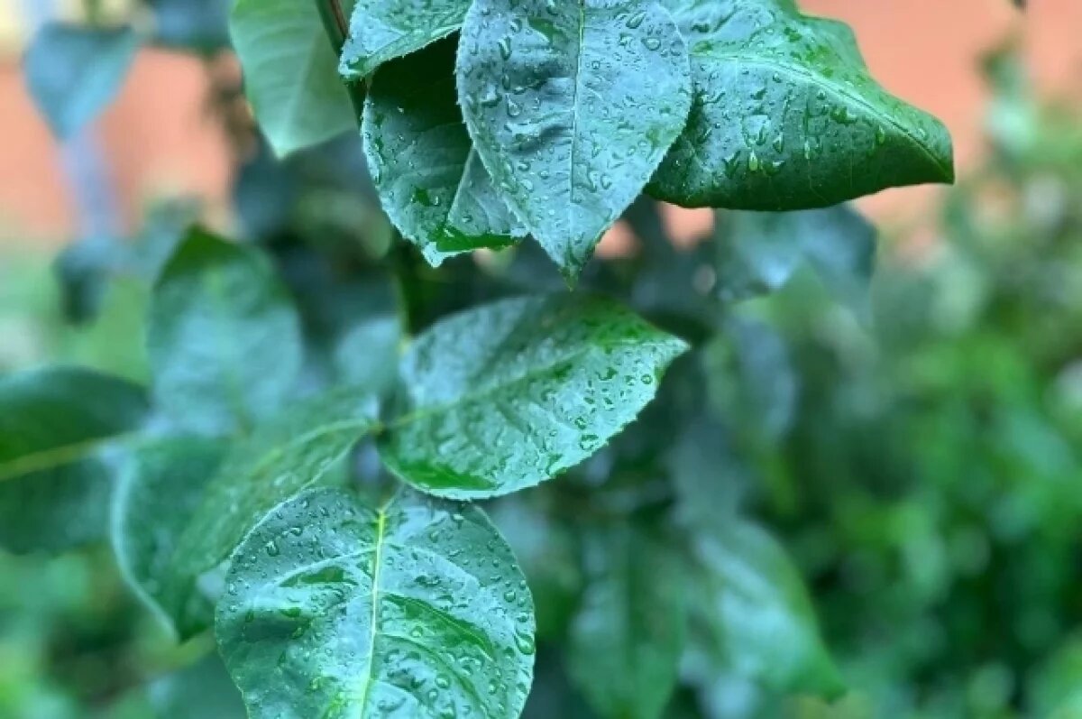    9 августа в Туле прогнозируют дождь, грозу и до +19