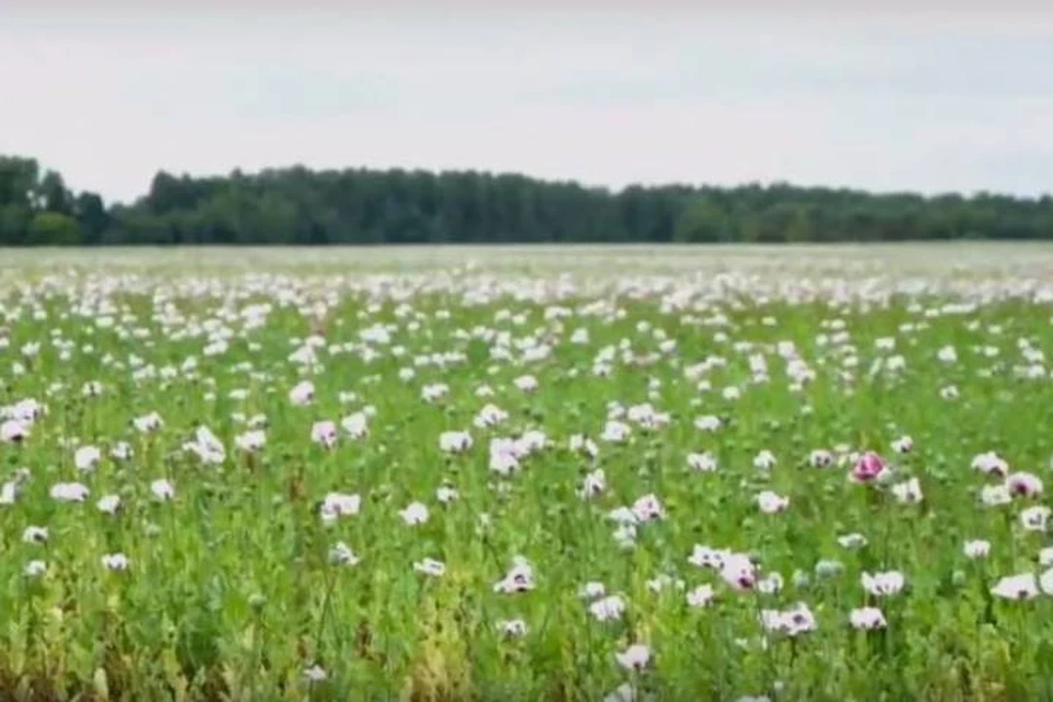 Поля Брянского края