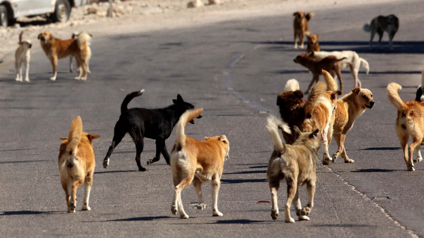 Осторожно собаки.