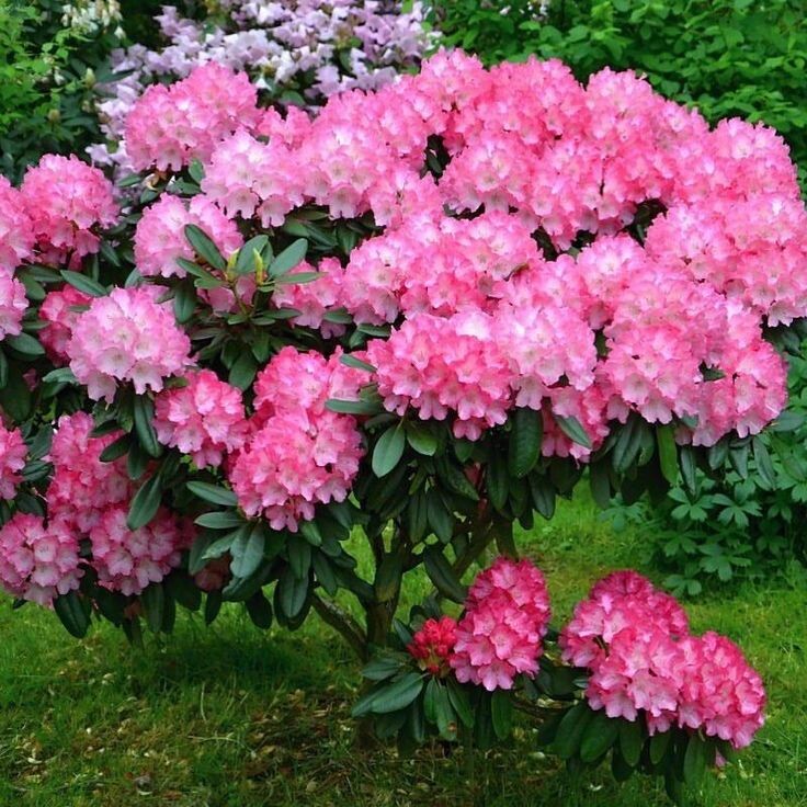 Рододендрон. Источник фото Pinterest